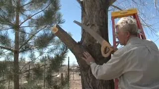 How to Remove Large Tree Limbs