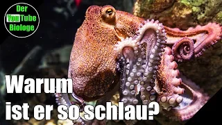Intelligenteste Tiere – Der Oktopus