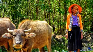 Central Highlands of Vietnam PART 2 | March 12 & 13, 2017 | Walk around the world with Meigo Märk
