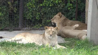 Молодые львы дружно медитируют!