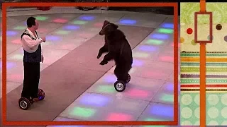 МЕДВЕДЬ НА ГИРОСКУТЕРЕ! The BEAR on the GyroScooter!