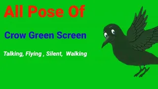 flying crow green screen । green screen crow flying । crow flying green screen।