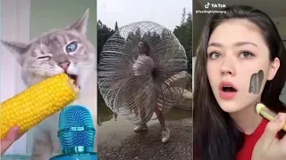 Best Funny TikTok Videos Compilation TIK TOK TRY NOT TO LAUGH CHALLENGE