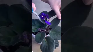 How to propagate African violet plant #gardening #youtubeshorts