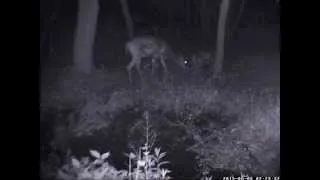 Doe with Fawn Nursing June 5th 2013