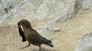 Kea bird steals food at Ben Lomond Summit