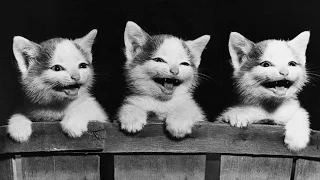 Смешные кошки 13 ● Приколы с животными лето 2014 ● Funny cats vine compilation ● Part 13
