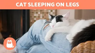 Why My CAT Sleeps Between My LEGS 🐱💤 (7 Reasons)