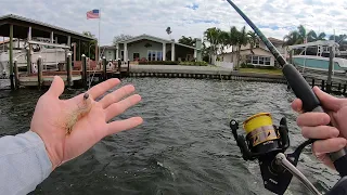 Fishing LIVE SHRIMP for ANYTHING That Bites (NEW PB)