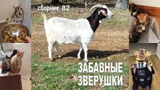 Смешные животные. Сборник №82.Смешные видео с дикими и домашними животными на МУЛЬТПАРАД COMEDY