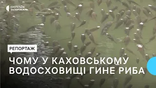 В акваторії Каховського водосховища гине риба - у чому причина?  | Новини