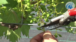 Vitis - cięcie letnie winorośli owocowej - przycinanie latorośli, pasierbów, gron i liści