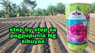 Step by step sa pagpupunla Ng sibuyas