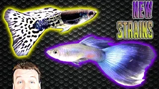 3 New Guppy Strains in the Fish Room - Tropical Fish Unboxing