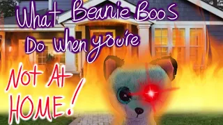 What Beanie Boos Do When You're NOT At Home! (Part 2)