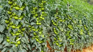 टमाटर की खेती | tamatar ki kheti kaise karen | साधारण विधि से | Tomato farming in India