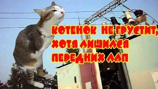 КОТЕНОК  НЕ ГРУСТИТ, ХОТЯ ЛИШИЛСЯ ПЕРЕДНИХ ЛАП