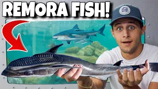 Adding CRAZY REMORA FISH To My SALTWATER POND!!