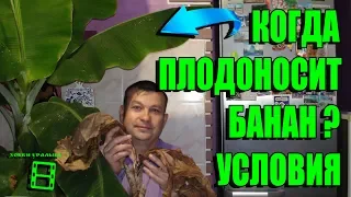 КОГДА ПЛОДОНОСИТ БАНАН? УСЛОВИЯ ВЫРАЩИВАНИЯ БАНАНА. СКОЛЬКО ЖИВЕТ КАРЛИКОВЫЙ БАНАН? ЭКЗОТИКА