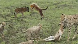 Lonely Baby wildebeest ended up battling Cheetah Cubs | FULL EPISODE