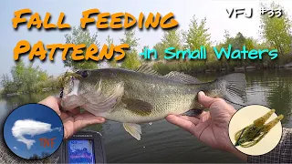 Bass Fishing: Fall Fishing Patterns; Targeting Crayfish, Bluegill, and Shad Hunters: VFJ33