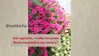 Как сделать чтобы петуния была пышной и кустилась