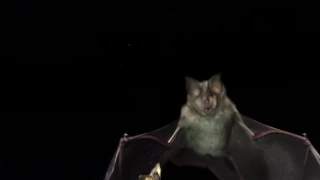 Slow motion clip of greater horseshoe bat catching moth in flight