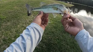 Is a wacky rig the best spring technique?