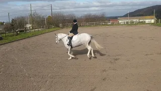 BRC Intermediate Championships 2020. Lucy Davies, Shaneey. Club:ECCTG. BRC HT Test 100Q(2020)