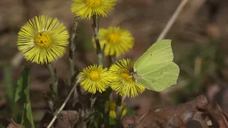 Gonepteryx rhamni - Žluťásek řešetlákový