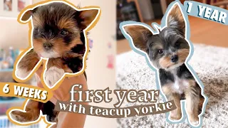 1 year update with puppy, teacup yorkshire terrier | The R&D Couple