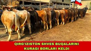 QIRG’IZISTON SHVES BUQALARI 90-567-80-98 /91-739-23-13 / 90-589-41-57 KELDI ARZONCHIGA