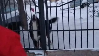 Бернский зенненхунд большая швейцарская овчарка  лает...