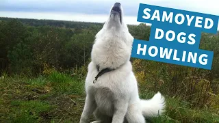 Cute Samoyed Dogs Howling and Barking Sirens & Compilation || Lovely Samoyed Puppies Sound Noises!