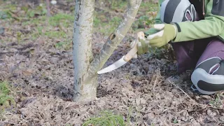 Pruning a Japanese Maple Tree with OSU Master Gardeners