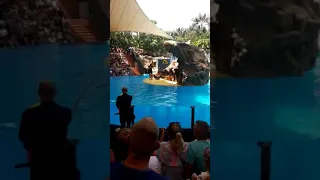 Seal show at Loro Park Tenerife