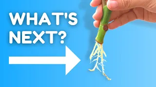 Your Cuttings Have Roots. Now What?