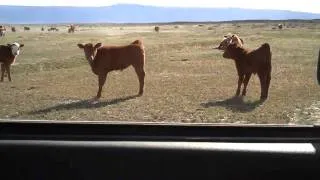 Drifting Cows