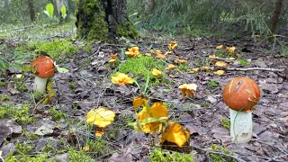 Грибы🍄Долекий ЛЕС Лисичковый РАЙ !!! Пошёл Молодняк , они тут не кончаются😃Другой Гриб тоже есть .