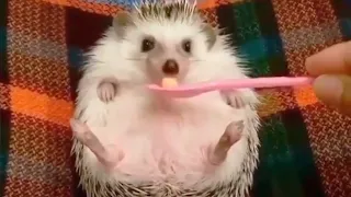 Cute Hedgehog Videos Compilation 🥰 [Funny Pets]