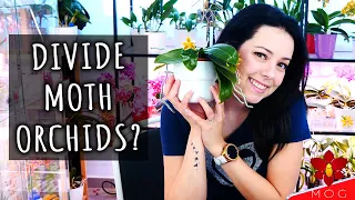 Can you split Phalaenopsis Orchids to get keikis?? - Myth or Truth #19