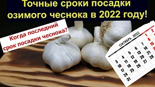 Когда последний срок посадки чеснока? Точные сроки посадки озимого чеснока в 2022 году!