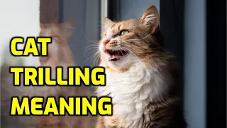 What Does It Mean When My Cat Makes A Trilling Noise?