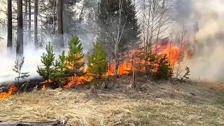 За нарушение пожбезопасности в лесах югорчане заплатят 4 миллиона рублей