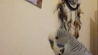 Charlie Talking Budgie of mine