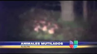 Hallan cadáveres de animales mutilados