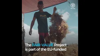 Empowering seaweed farmers in southern Philippines (square).