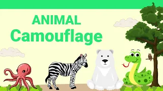 Animal camouflage