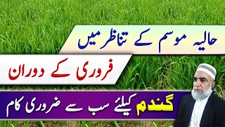 Most important instruction for wheat crop during February || Crop Reformer