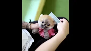 강아지미용,애견미용,곰돌이컷 포메라니안 Pomeranian
